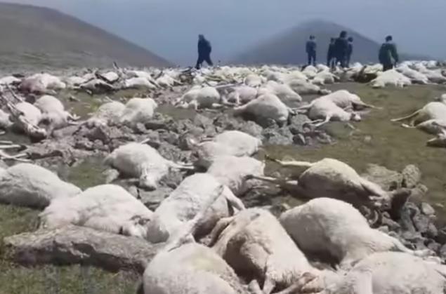 აბულის მთაზე მეხის დაცემის შედეგად ასობით ცხვარი დაიხოცა